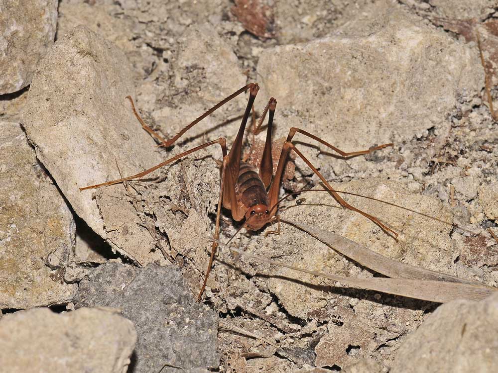 Rhapidophoridae?
